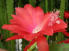 TanhuaRed (183)